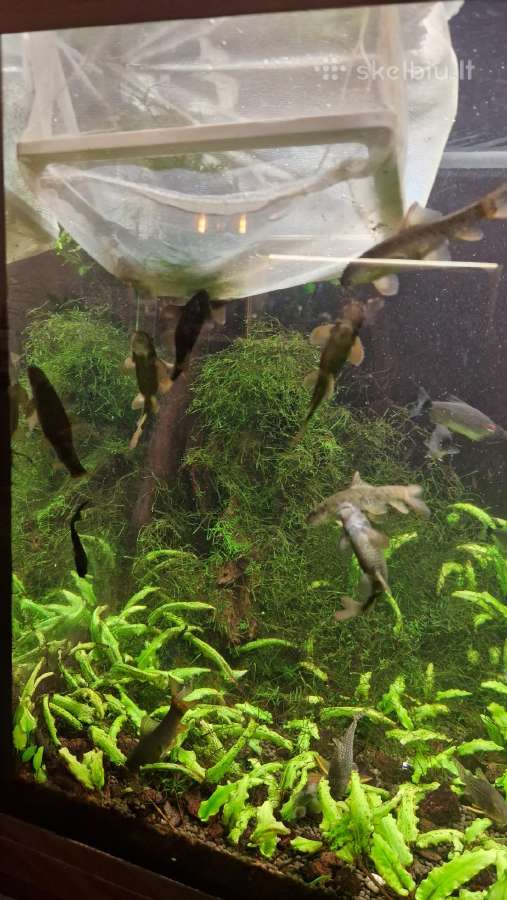 Akvariumo žuvytės Garra Rufa - nuotraukos Nr. 2