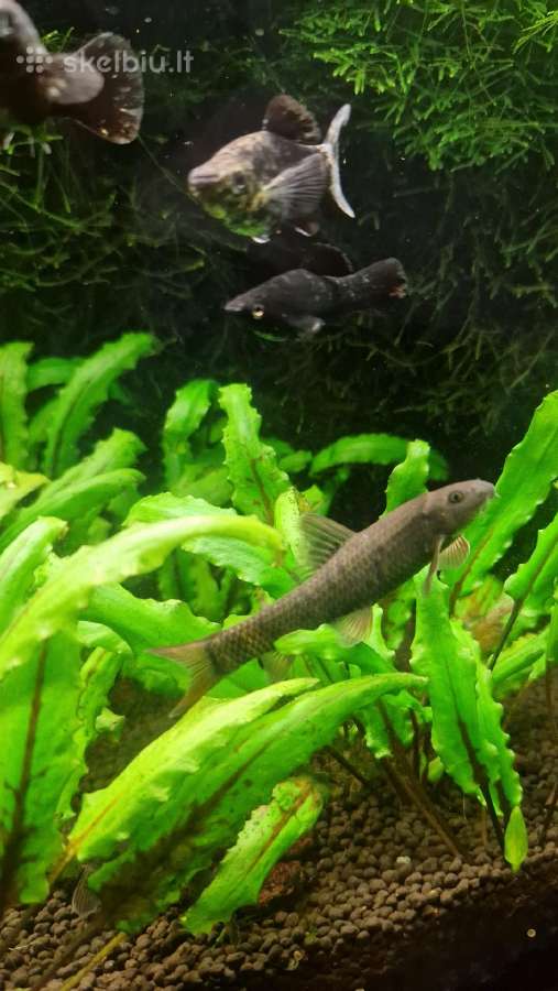 Akvariumo žuvytės Garra Rufa - nuotraukos Nr. 3