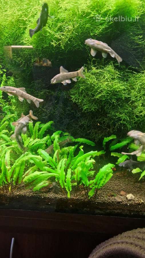 Akvariumo žuvytės Garra Rufa - nuotraukos Nr. 4