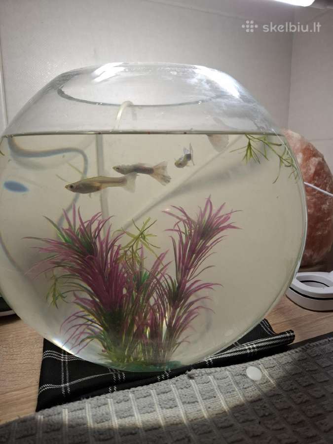 Akvariumas Kolba 12l su zuvytem ir burbuliatorium - nuotraukos Nr. 2