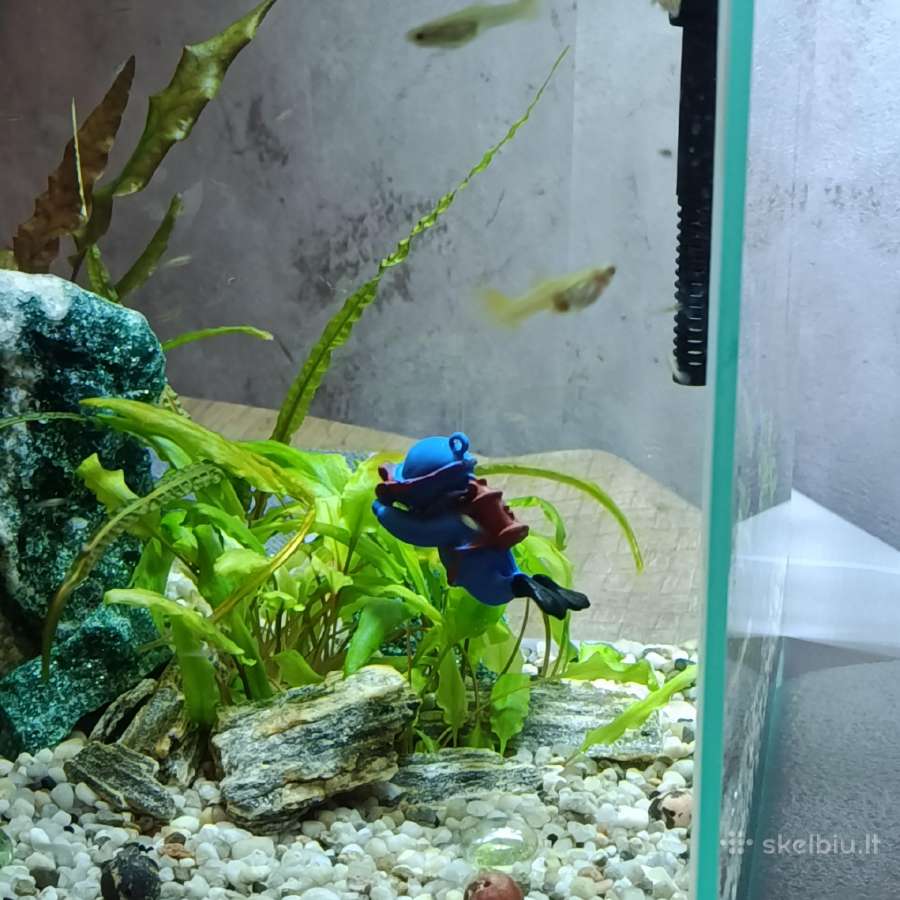 Akvariumas - nuotraukos Nr. 2