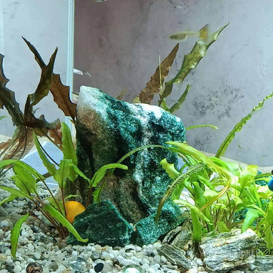Akvariumas - nuotraukos Nr. 3