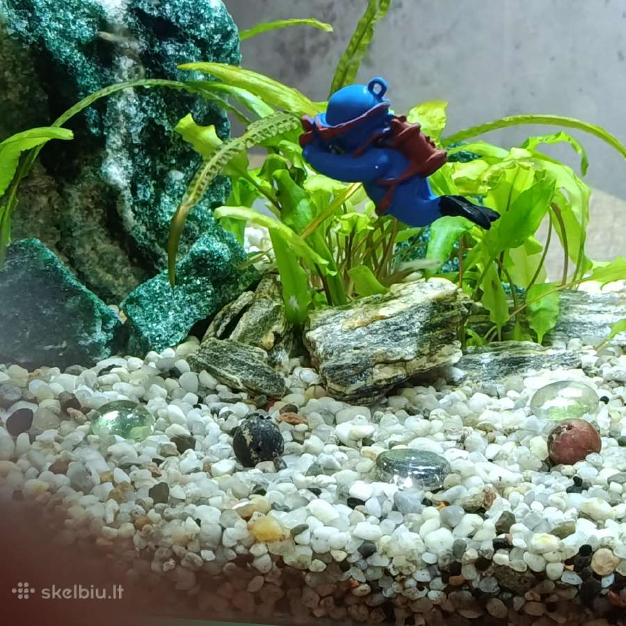 Akvariumas - nuotraukos Nr. 10