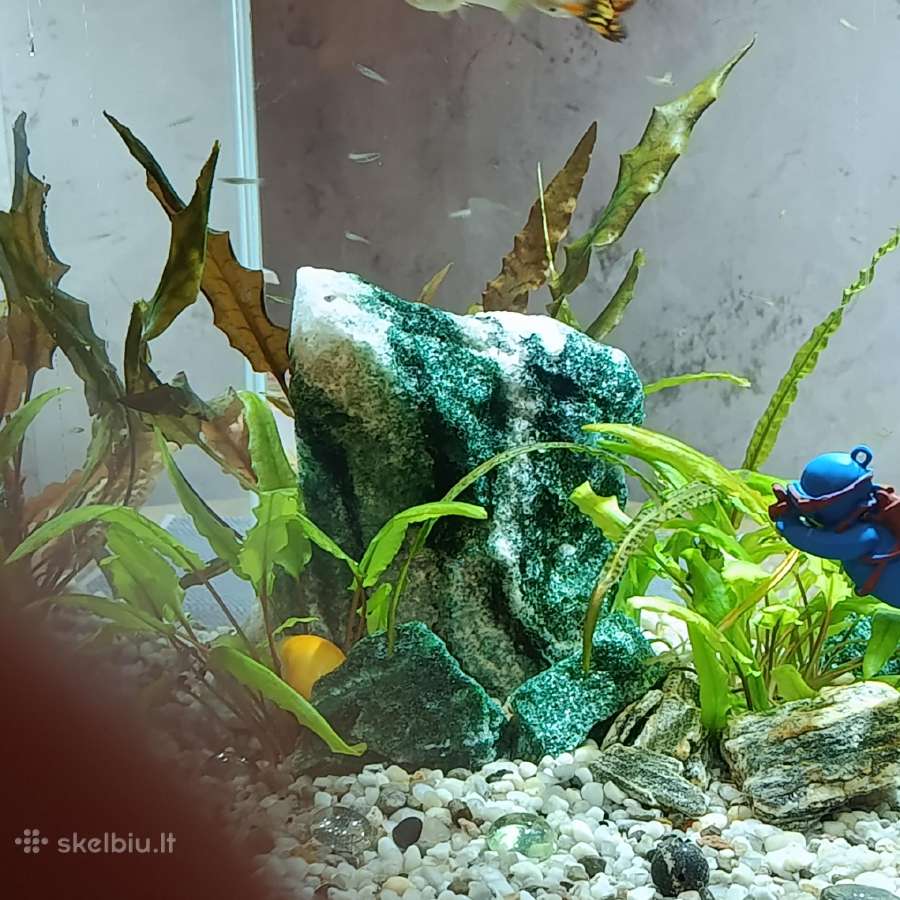 Akvariumas - nuotraukos Nr. 11
