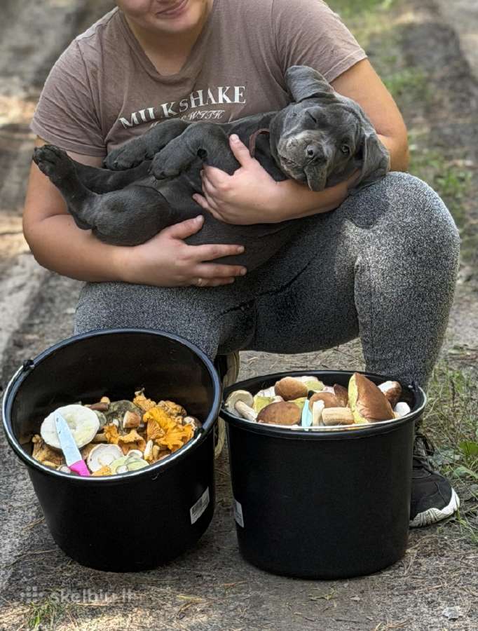 Ieško naujų namų nuostabi Cane Corso kalytė - nuotraukos Nr. 2