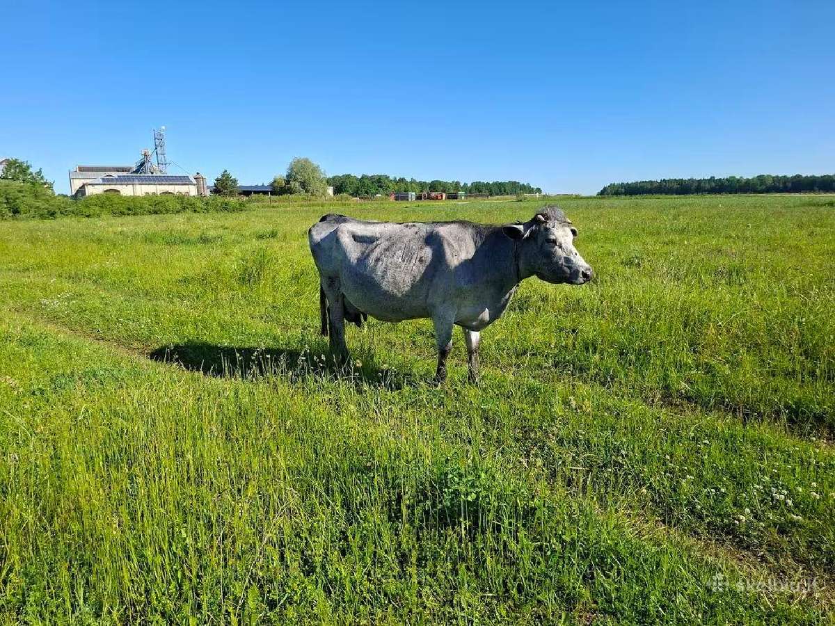 Parduodamos karves versingos panevezio raj - nuotraukos Nr. 2