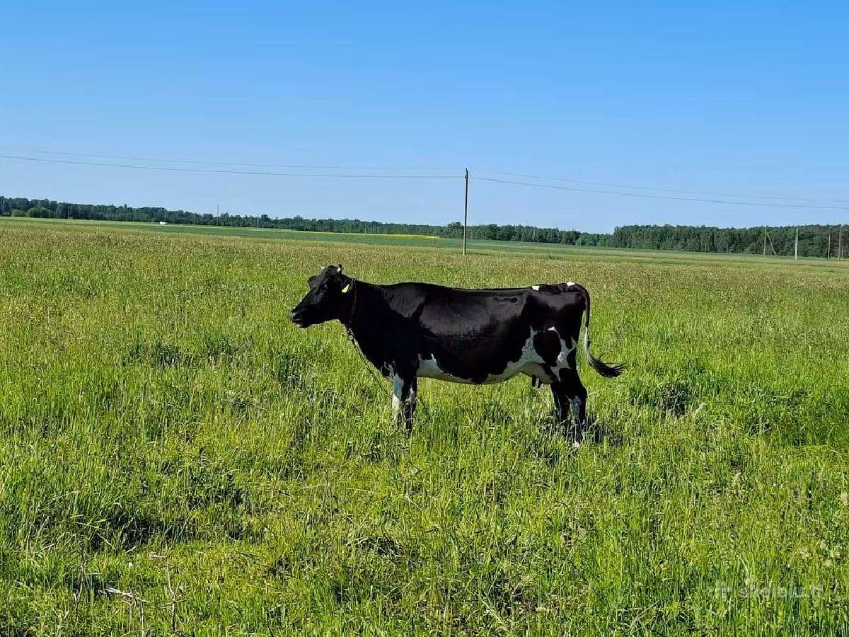 Parduodamos karves versingos panevezio raj - nuotraukos Nr. 3