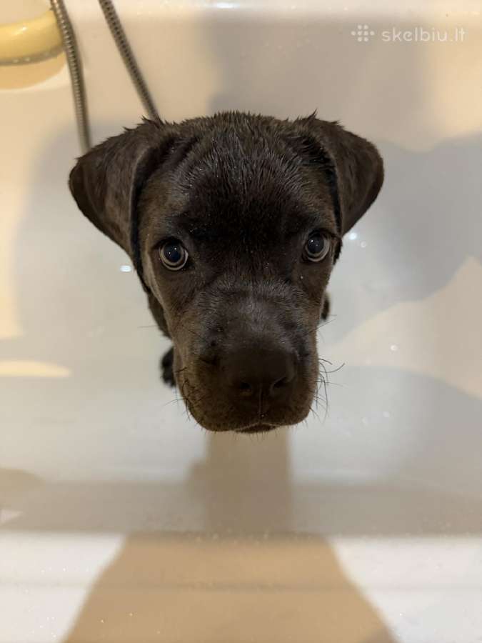 Ieško naujų namų nuostabi Cane Corso kalytė - nuotraukos Nr. 3