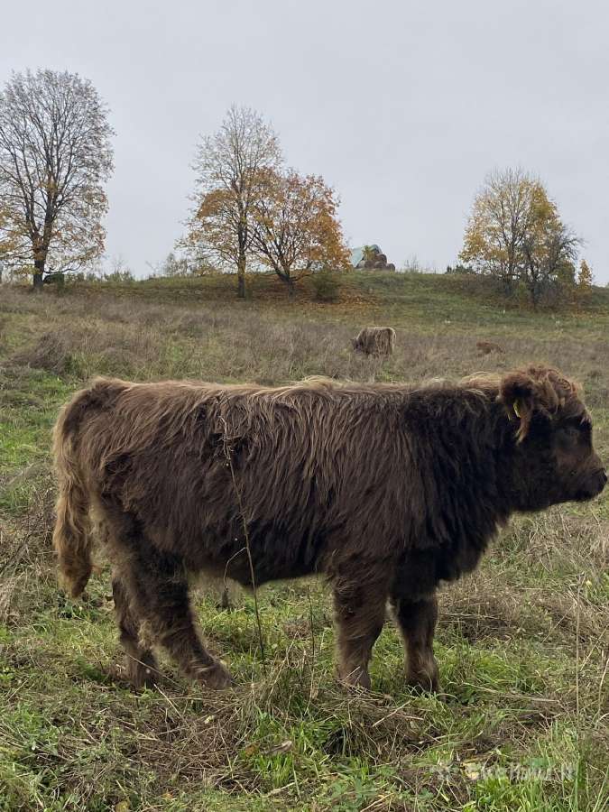 Hailendų telyčiukės ir buliukai - nuotraukos Nr. 4