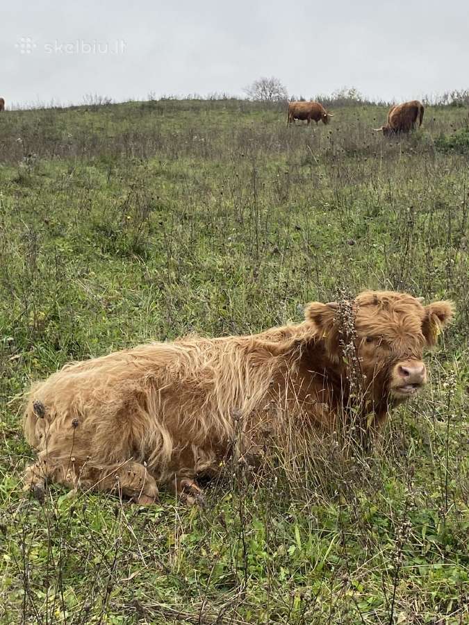 Hailendų telyčiukės ir buliukai - nuotraukos Nr. 6