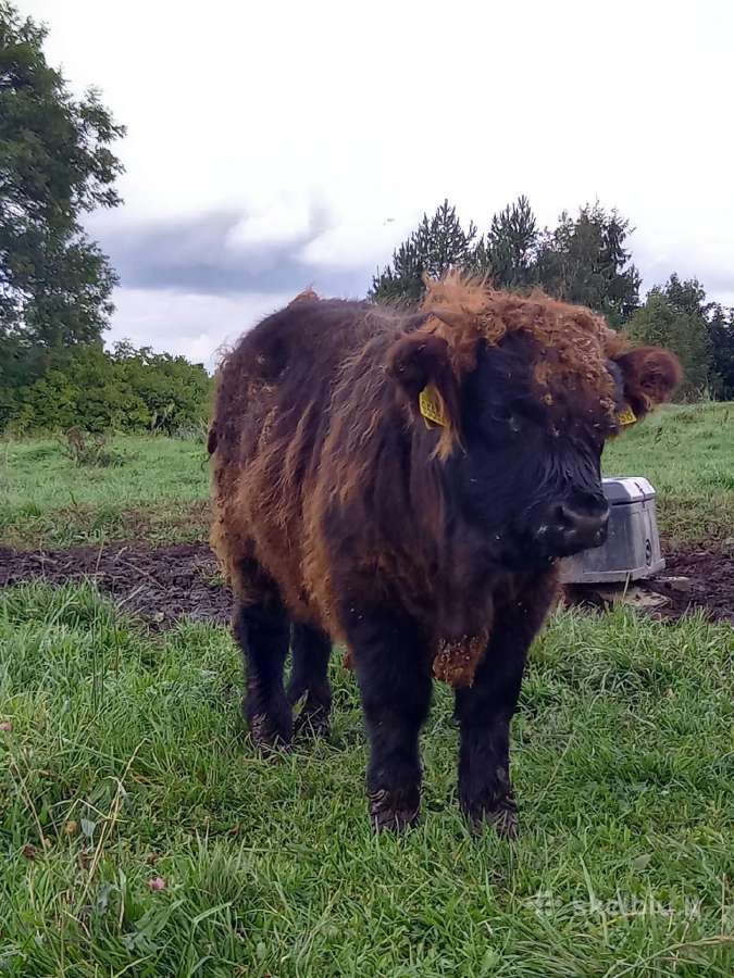 Hailendų telyčiukės ir buliukai - nuotraukos Nr. 7