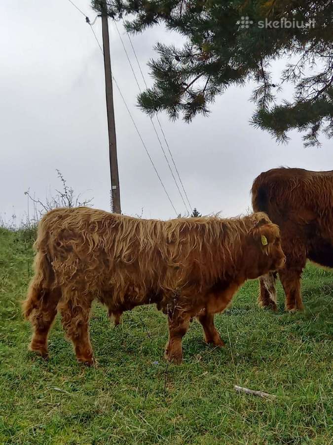 Hailendų telyčiukės ir buliukai - nuotraukos Nr. 8