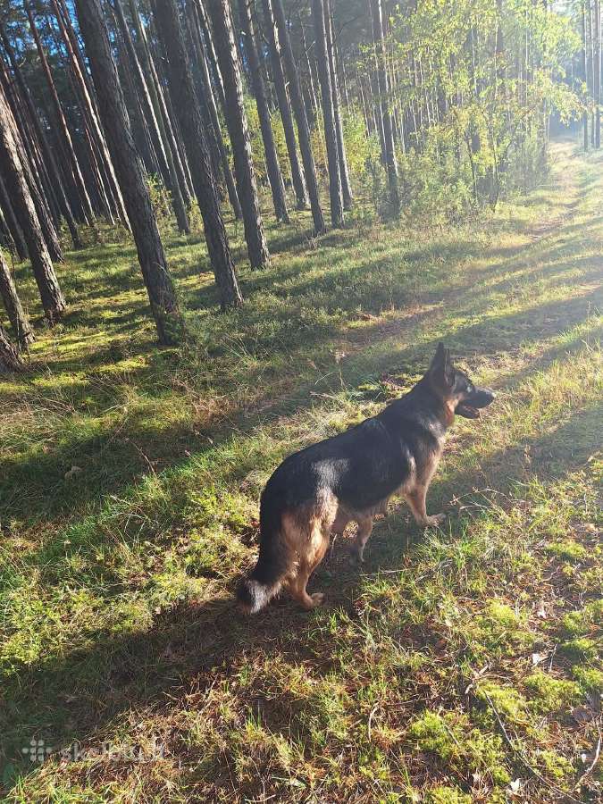 Vokiečių aviganių šuniukai - nuotraukos Nr. 3