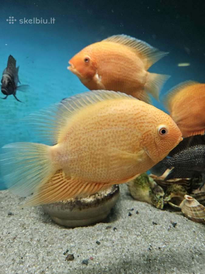 Severum - nuotraukos Nr. 2