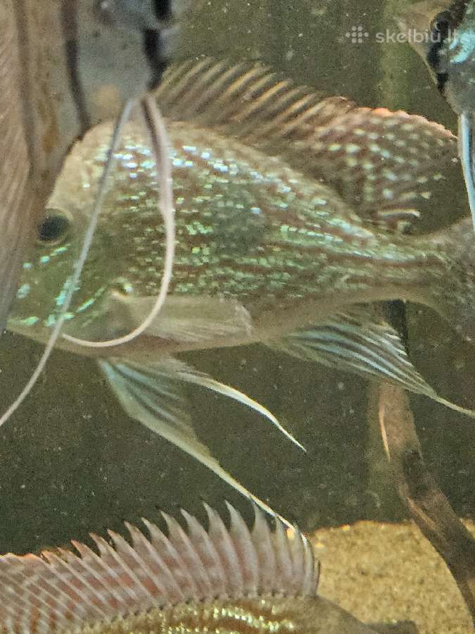 Geofagus sveni - nuotraukos Nr. 2
