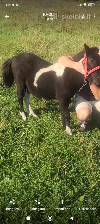 Parduodame 4metu poni - nuotraukos Nr. 2