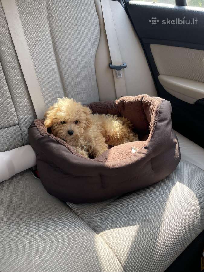 Maltipoo šuniukas - nuotraukos Nr. 2