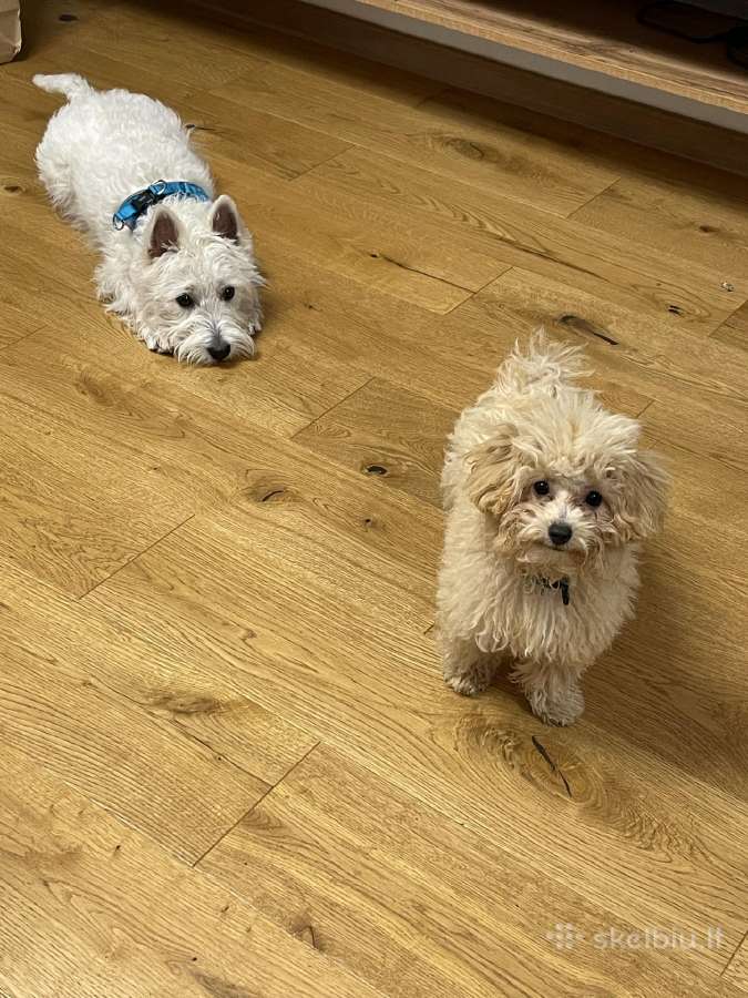 Maltipoo šuniukas - nuotraukos Nr. 3