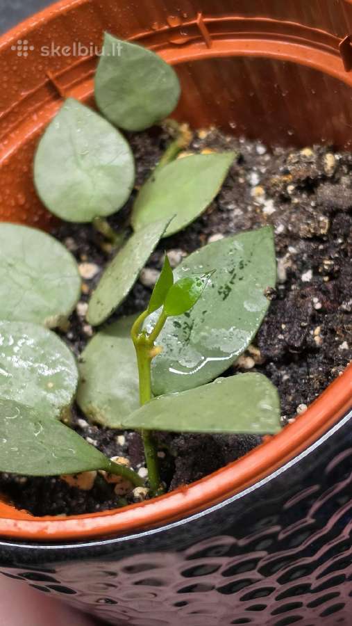 Vaškuolė hoya krohniana - nuotraukos Nr. 2