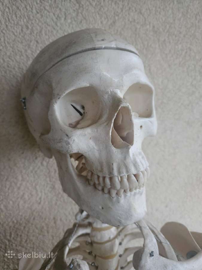 Medicininiai griauciai skeletas naturalus dydis - nuotraukos Nr. 2