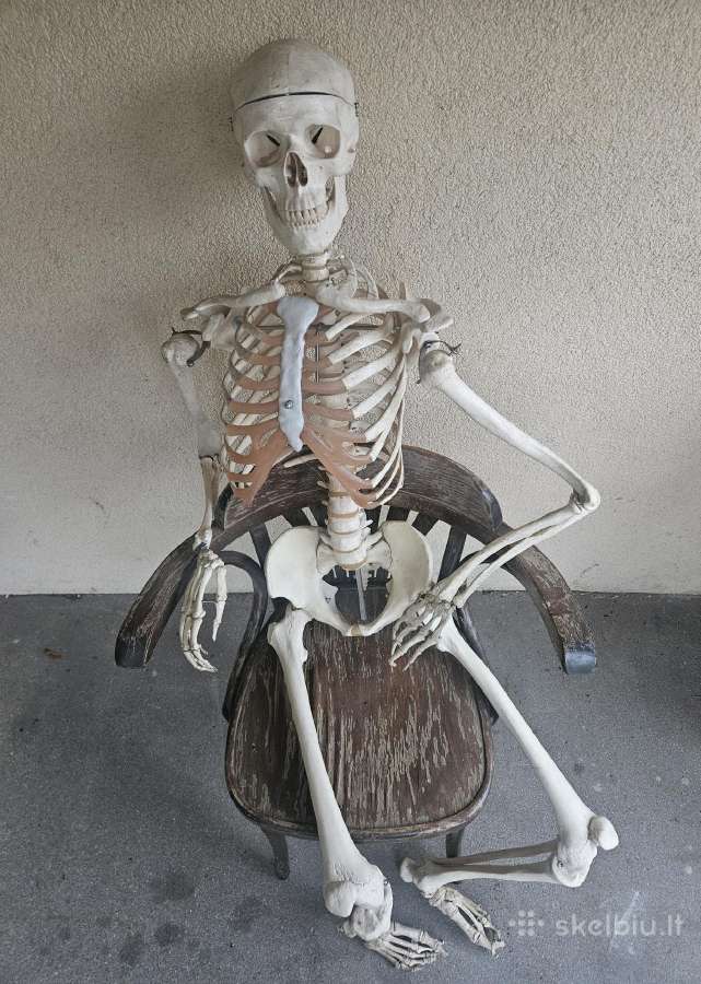 Medicininiai griauciai skeletas naturalus dydis - nuotraukos Nr. 3