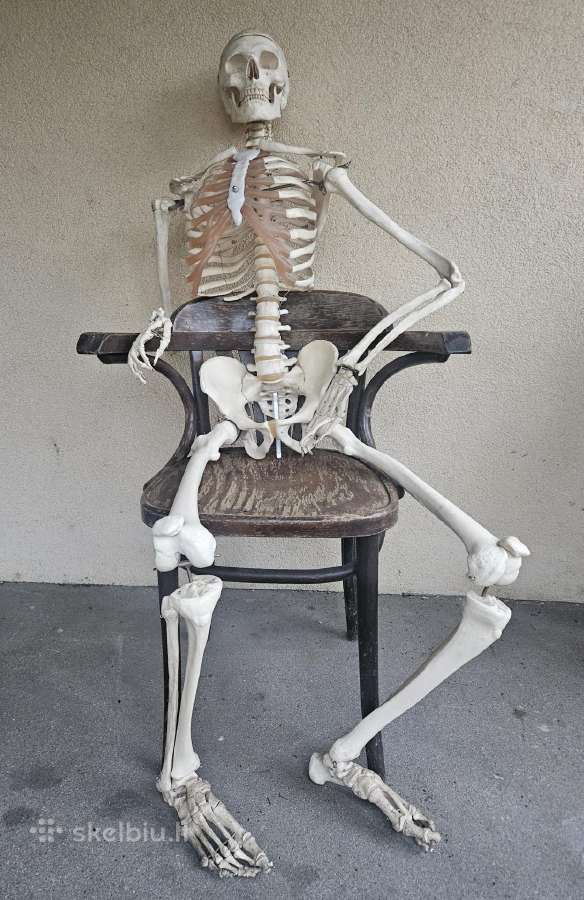 Medicininiai griauciai skeletas naturalus dydis - nuotraukos Nr. 5