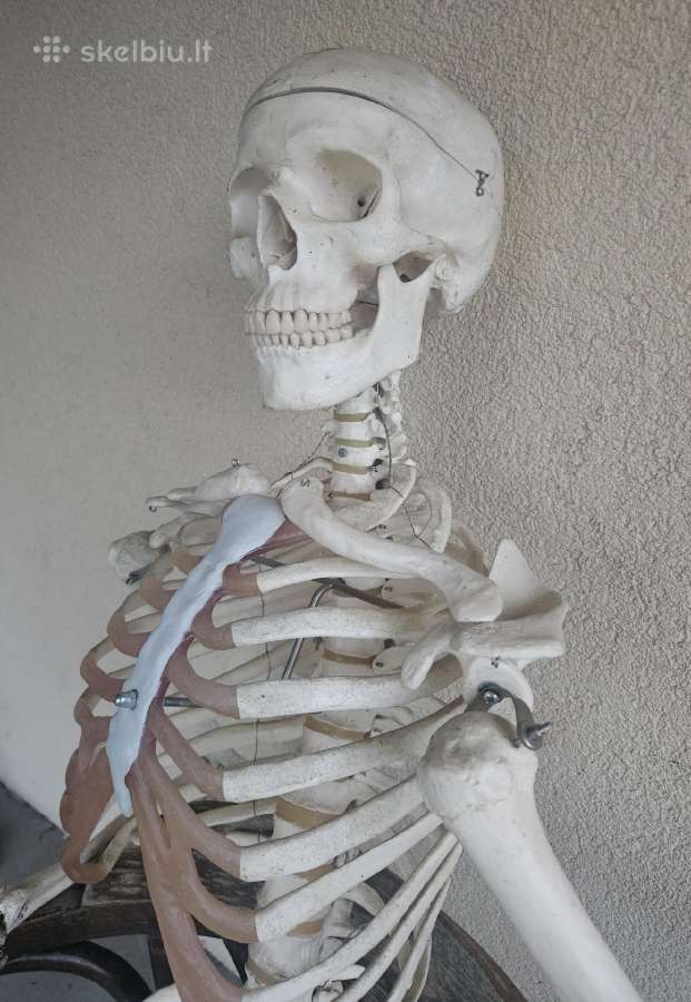 Naturalaus dydzio medicininis sleletas griauciai - nuotraukos Nr. 4