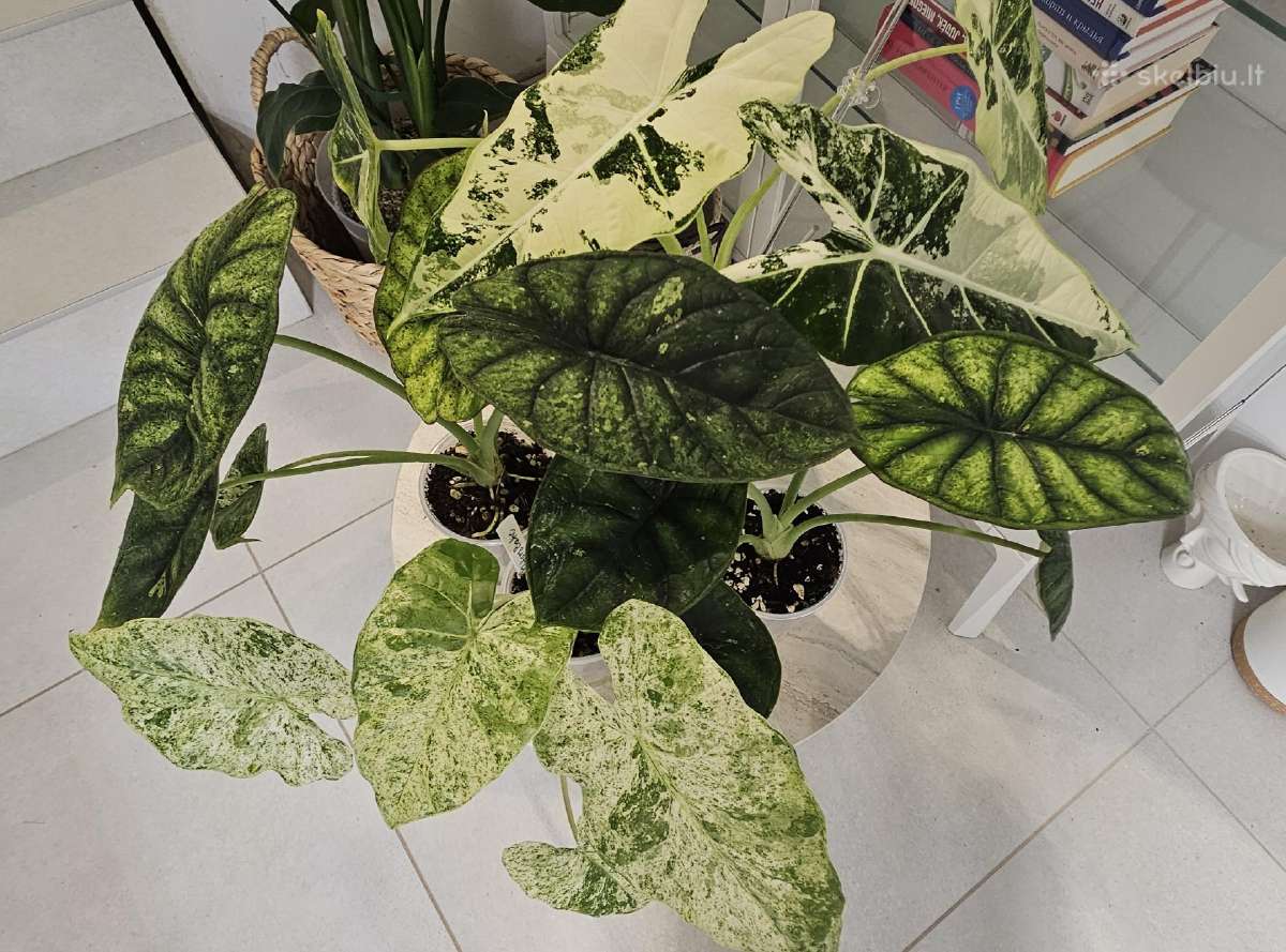 Alocasia Frydek, Batik, Dragon Scale Mint - nuotraukos Nr. 2