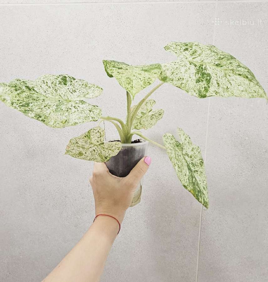 Alocasia Frydek, Batik, Dragon Scale Mint - nuotraukos Nr. 11