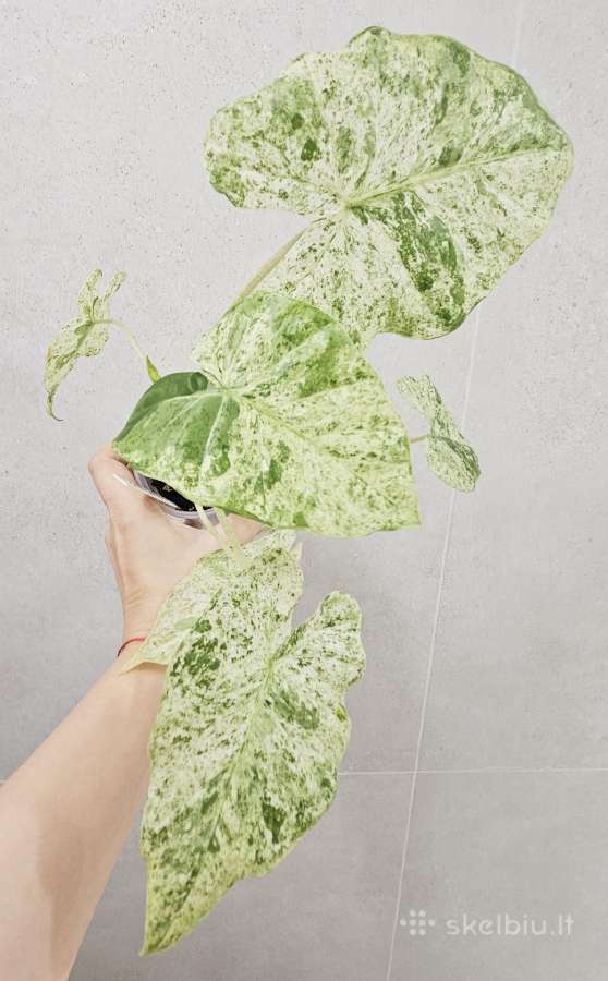 Alocasia Frydek, Batik, Dragon Scale Mint - nuotraukos Nr. 10