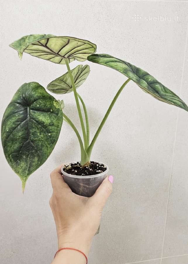 Alocasia Frydek, Batik, Dragon Scale Mint - nuotraukos Nr. 6