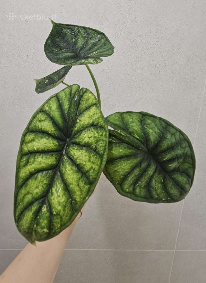 Alocasia Frydek, Batik, Dragon Scale Mint - nuotraukos Nr. 7