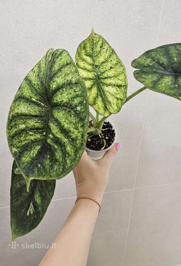 Alocasia Frydek, Batik, Dragon Scale Mint - nuotraukos Nr. 8