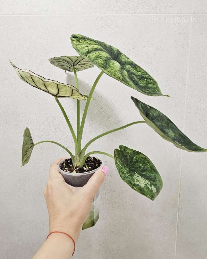 Alocasia Frydek, Batik, Dragon Scale Mint - nuotraukos Nr. 9