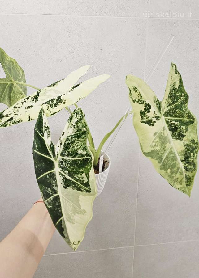 Alocasia Frydek, Batik, Dragon Scale Mint - nuotraukos Nr. 3