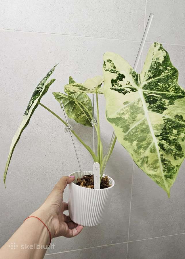 Alocasia Frydek, Batik, Dragon Scale Mint - nuotraukos Nr. 5