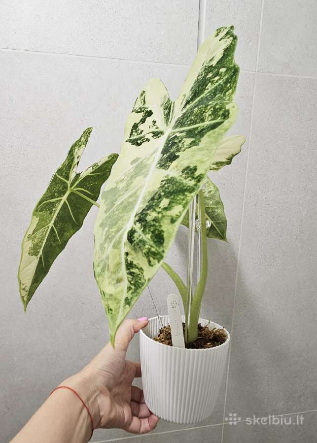Alocasia Frydek, Batik, Dragon Scale Mint - nuotraukos Nr. 4