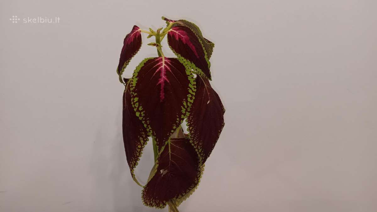 Margenis su bordo spalvos lapais, 39 cm - nuotraukos Nr. 2