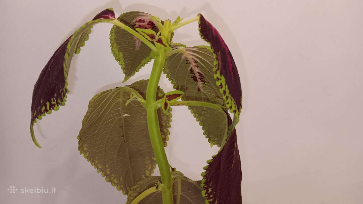 Margenis su bordo spalvos lapais, 39 cm - nuotraukos Nr. 3