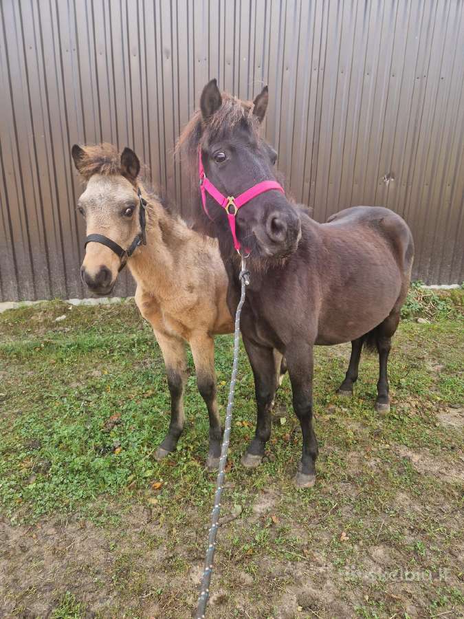 Pony klasės arkliukai - nuotraukos Nr. 2