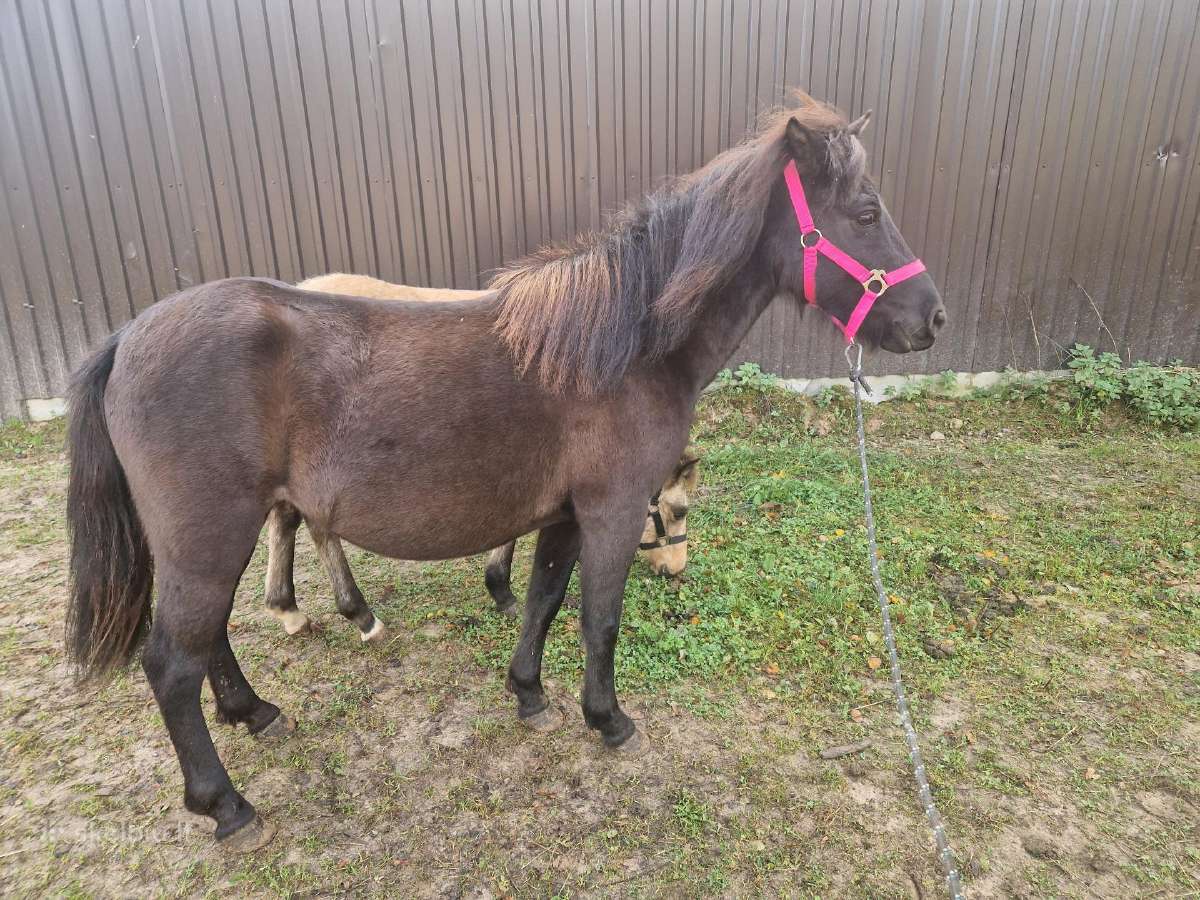 Pony klasės arkliukai - nuotraukos Nr. 3