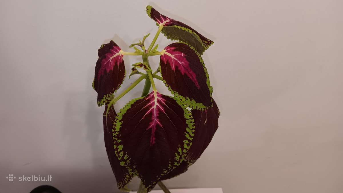 Margenis su bordo spalvos lapais, 39 cm - nuotraukos Nr. 4