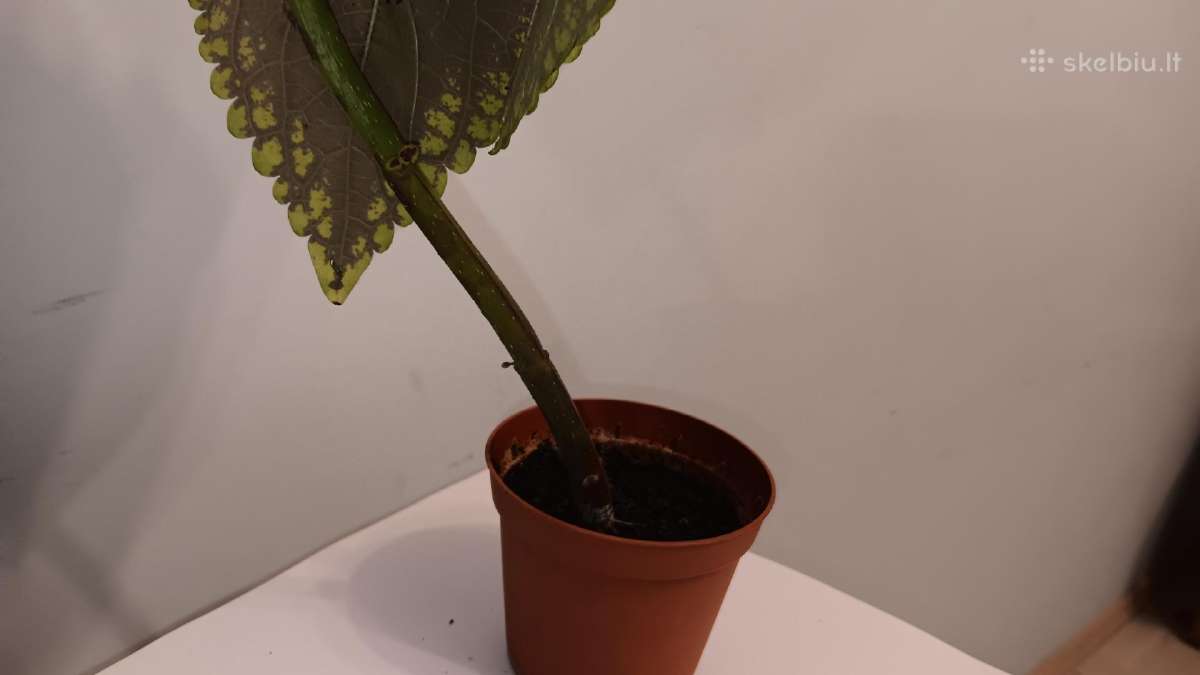 Margenis su bordo spalvos lapais, 39 cm - nuotraukos Nr. 5