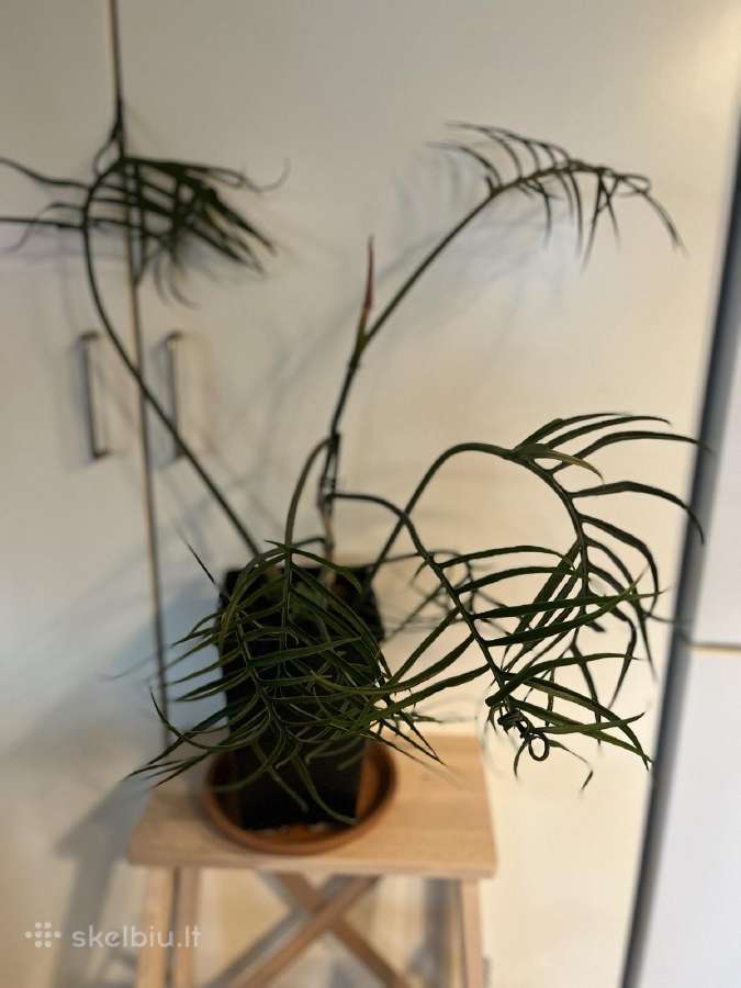 Parduodu kambarines geles - nuotraukos Nr. 18