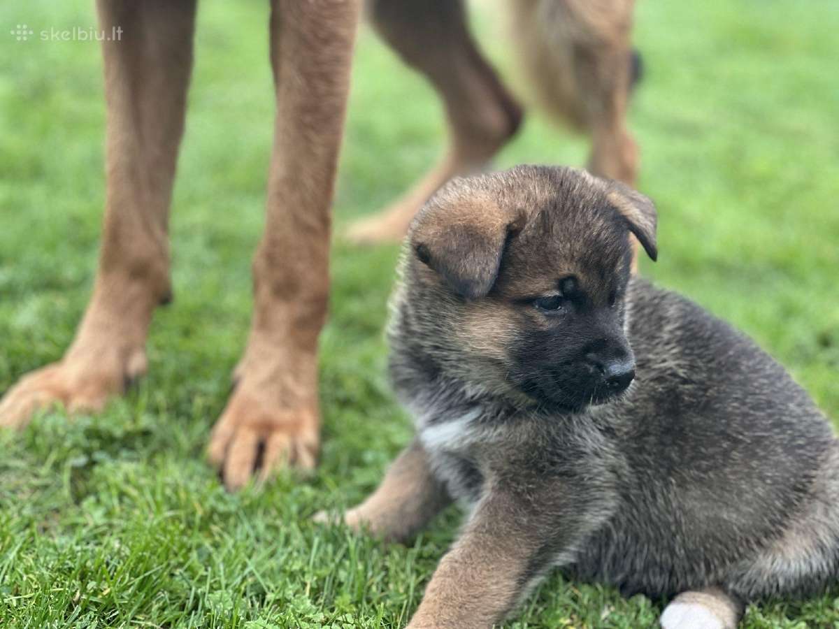 Vokiečių aviganių mišrūnai - nuotraukos Nr. 12