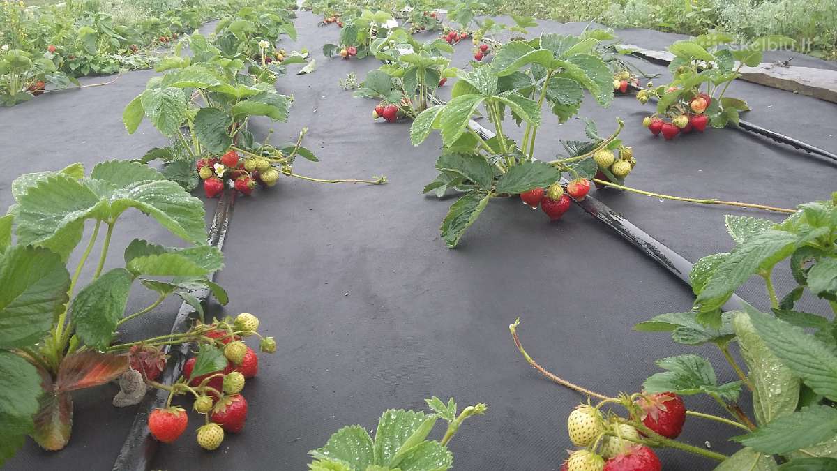 Fitosanitariškai patikrinti braškių daigai - nuotraukos Nr. 6