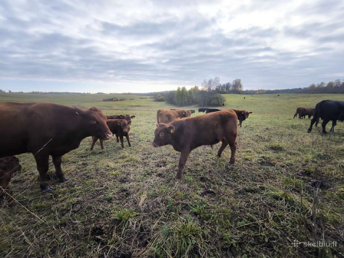 Ekologinis Ūkis Parduoda Galvijų Prieauglį - nuotraukos Nr. 6