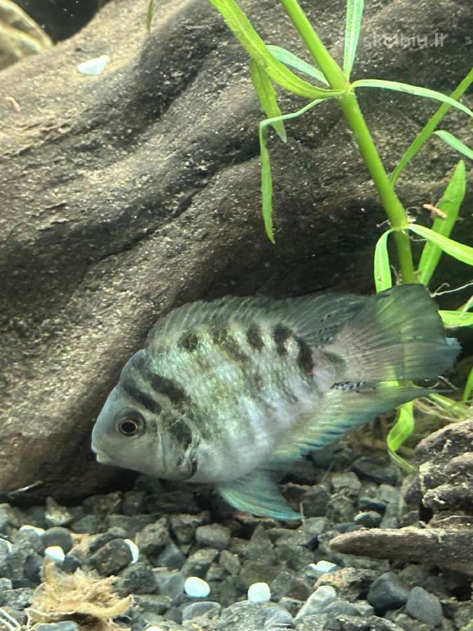 Akvariumo žuvis - nuotraukos Nr. 2