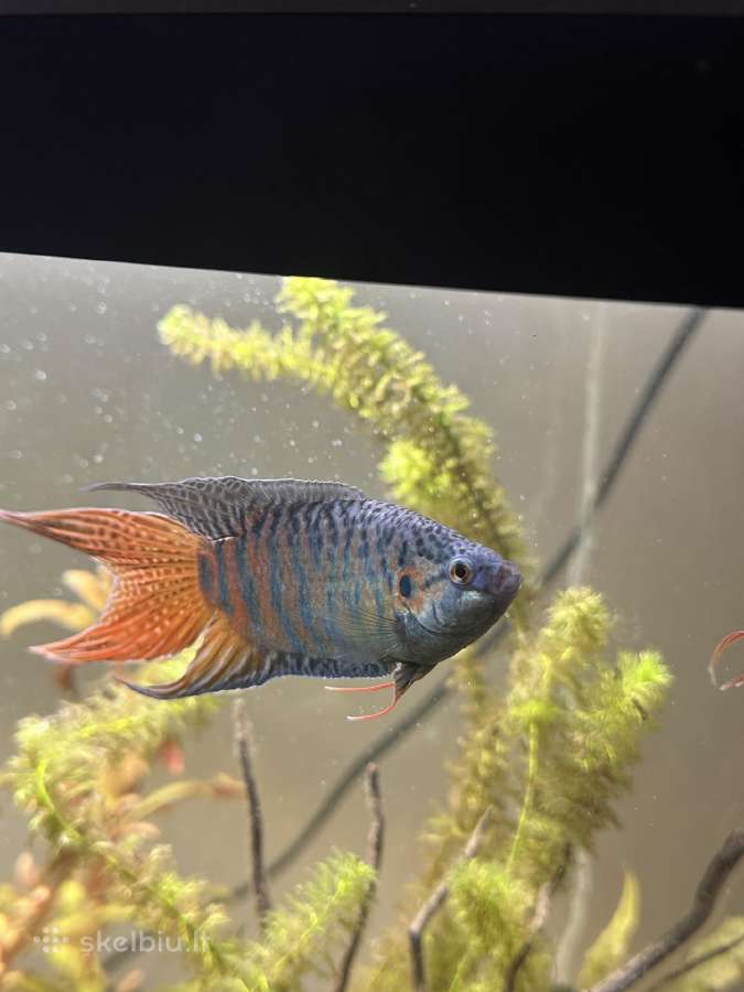 Akvariumo žuvis - nuotraukos Nr. 3