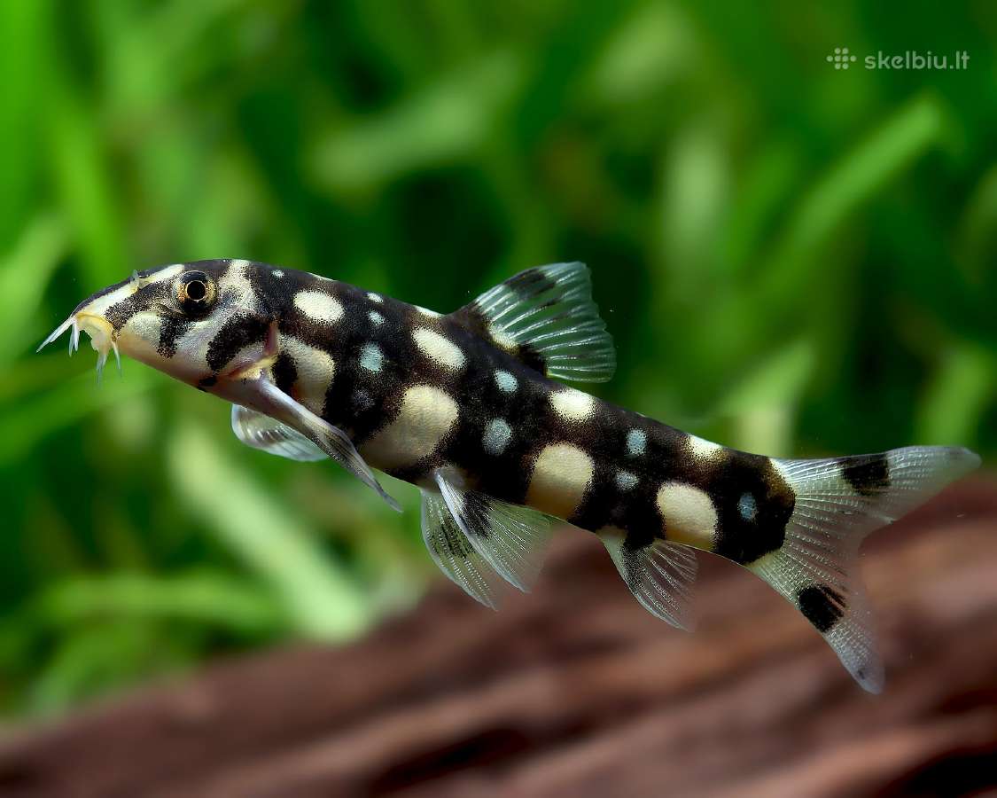 Akvariumo žuvis - nuotraukos Nr. 5